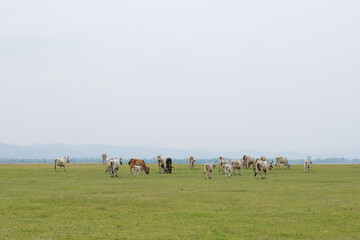 many Cows on a green field