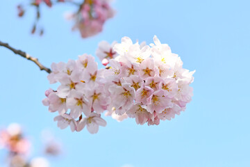 Flowers of japanese 'Somei Yoshino' cherry blossom tree in front of blue sky