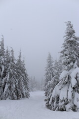 Beautiful winter landscape with snow covered trees in Czech Republic