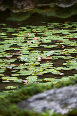 池　睡蓮