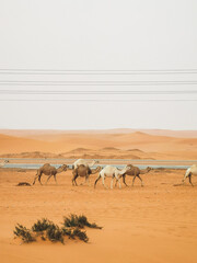 Group of camels walking in Saudi Arabia desert