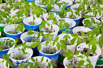 Sprouted tomatoes, tomato seedlings in pots.  Young tomato seedlings for planting in a greenhouse.
