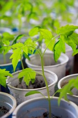 Sprouted tomatoes, tomato seedlings in pots.  Young tomato seedlings for planting in a greenhouse.