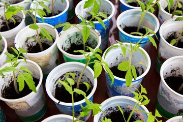 Sprouted tomatoes, tomato seedlings in pots.  Young tomato seedlings for planting in a greenhouse.