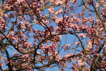 New Spring Fresh Cherry Blossom 