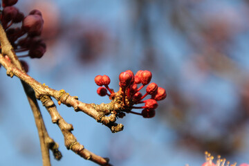 New Spring Fresh Cherry Blossom 
