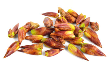 Black Poplar Tree Bud (Populus Nigra Buds). Medicinal Raw Material. Isolated on White.