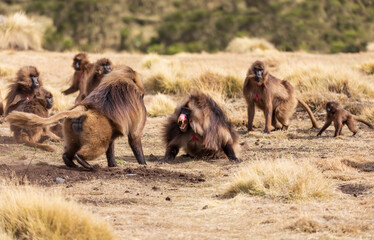 big males of endemic animal Gelada monkey fighting for female with with opened mouth showing teeth....