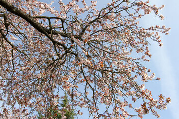 New Spring Fresh Cherry Blossom 