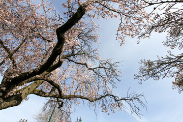 New Spring Fresh Cherry Blossom 