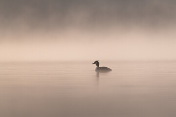 Bird silhouette swimming on water in the early morning haze. Great crested grebe (Podiceps cristatus) on golden misty lake