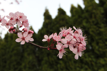 New Spring Fresh Cherry Blossom 