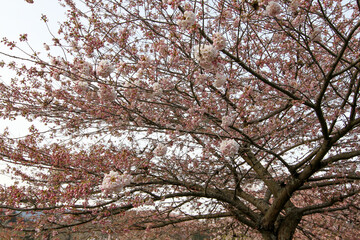 New Spring Fresh Cherry Blossom 