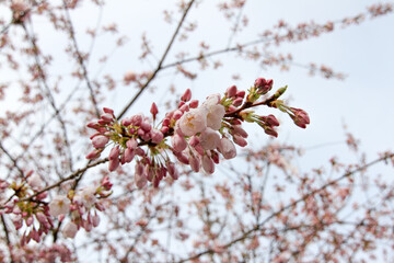 New Spring Fresh Cherry Blossom 
