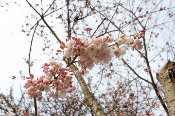 New Spring Fresh Cherry Blossom 