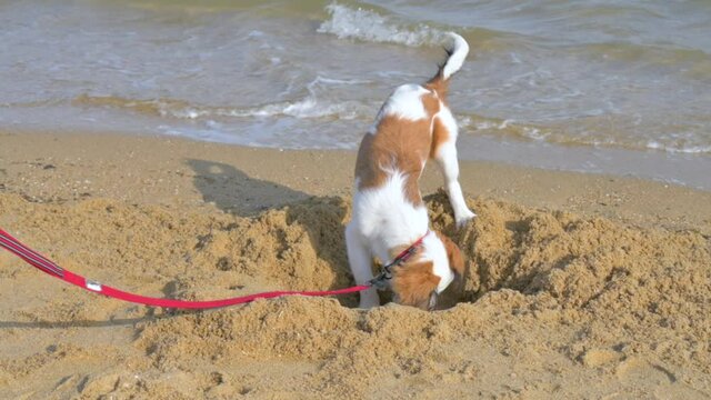 Petite spaniel Kooiker dog with a red leash having a good time digging a hole in the sand on the beach. Ocean weaves in the background. Slow motion footage.