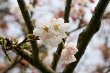 New Spring Fresh Cherry Blossom 