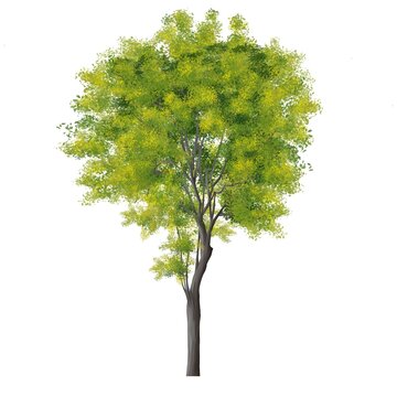 
Collection of abstract watercolor tree side view isolated on white background  for landscape and architecture layout drawing, elements for environment and garden