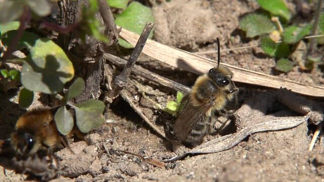 Fr&uuml;hlings-Seidenbiene&nbsp;(Colletes cunicularius)