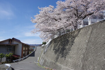 桜と石垣 K3BP9614