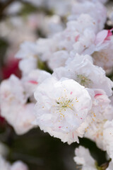満開の白い桃の花のクローズアップ