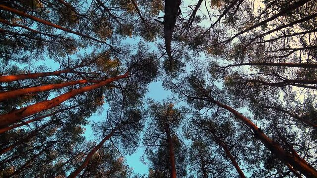 Bottom up view of lush green needles of pines with evening sky. Walking through forest with large trees. Concept of saving natural resources and clean green planet