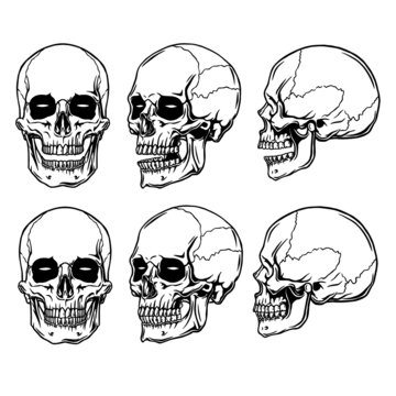 clip art anatomy skull in white beground