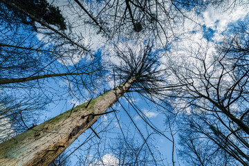 wysokie drzewa w lesie © Henryk Niestrój