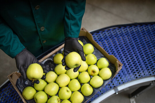 Unrecognizable worker checking quality of green organic apples while being transported via conveyer belt in food processing factory.