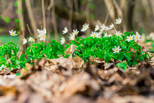 zawilec gajowy (Anemone nemorosa)