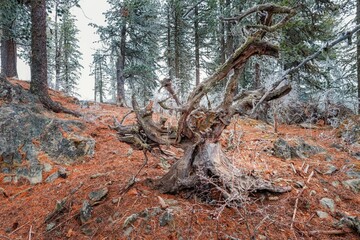 Snowy taiga big stump and root on the background of fir trees spring foliage and needles
