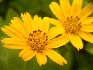 yellow flower