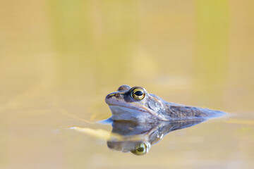 Moorfrosch Rana arvalis in einem Teich