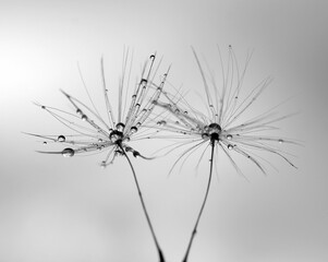 rain drops in the dandelion seeds