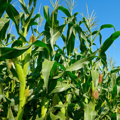 Fresh corn stalks on sky background.