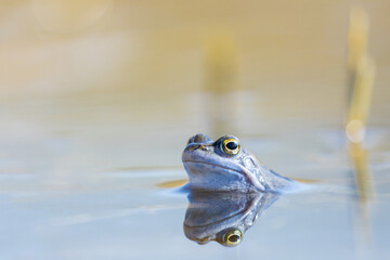 Moorfrosch Rana arvalis in einem Teich