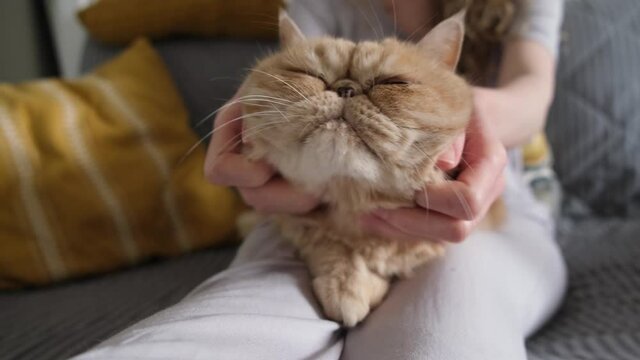 Scratching and playing with fluffy cat. Love and friendship between domestic cat and woman. Exotic shorthair cat playing