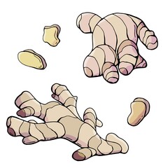 Ginger root. Hand-drawn style. White background, isolate. Vector illustration.