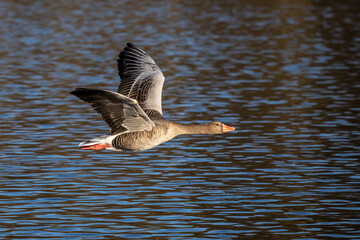 The flying greylag goose, Anser anser is a species of large goose