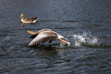 The flying greylag goose, Anser anser is a species of large goose