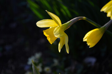 Fototapeta premium Yellow daffodil on a garden background. Daffodil Yellow Trumpet Macro. Close up.