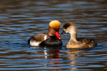 Red-crested Pochard, Netta rufina swimming in a lake at Munich, Germany