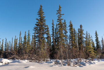 Obraz na płótnie Canvas Perfect winter blue sky day with spruce trees poking out through a dense forest, wilderness area in northern Canada with snow covered ground and landscape surrounding the tree. 