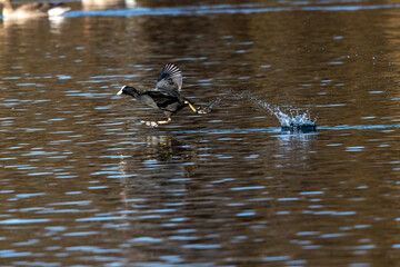 The Eurasian coot, Fulica atra swimming on the Kleinhesseloher Lake at Munich, Germany