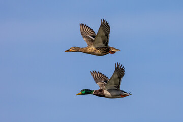 Wild duck or mallard, Anas platyrhynchos flying over a lake in Munich, Germany