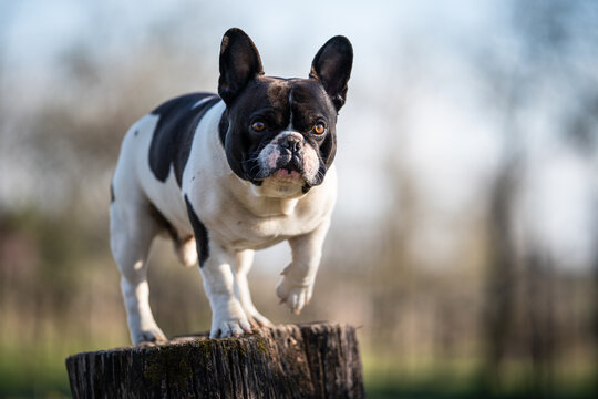 french bulldog standing on a trunk