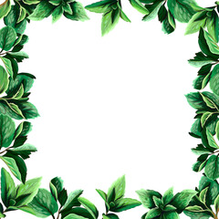 Fototapeta na wymiar Background with Herbs. Bay leaf, basil, thyme, rosemary, mint, hand drawn