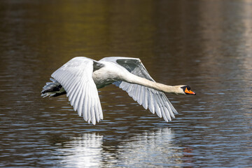 Mute swan, Cygnus olor flying over a lake in the English Garden in Munich, Germany