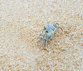 Crab on the beach, Close up sea crab or sand crabs on a sea beach. Shoot in a variety of action.