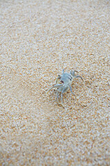 Crab on the beach, Close up sea crab or sand crabs on a sea beach. Shoot in a variety of action.